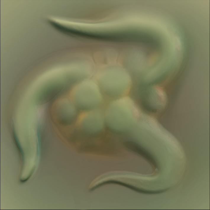 polyp-1.png