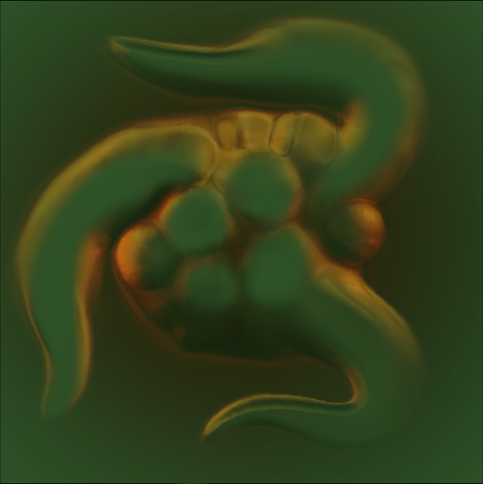 polyp-2.png